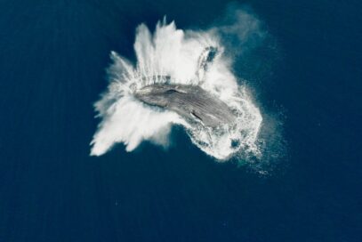 Zdjęcie: AAFF / Pieśni wielorybów