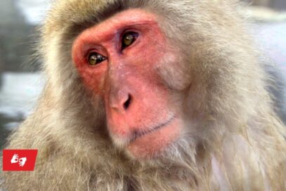 Zdjęcie: Wyznania małpy z Shinagawy