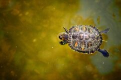 Zdjęcie: 21791Żółw / Bądź jak…