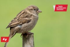 Zdjęcie: Stara piosenka o nadziei