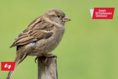 Zdjęcie: Stara piosenka o nadziei