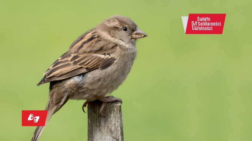 Stara piosenka o nadziei / czytamy Wichę